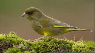 CD CANTO DEL VERDERÓN (carduelis chloris)