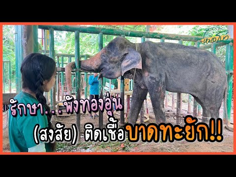Treating an elephant (suspected) of having "Tetanus" (Ep.1) | Dr. Bow, Small Vet with Big Patients