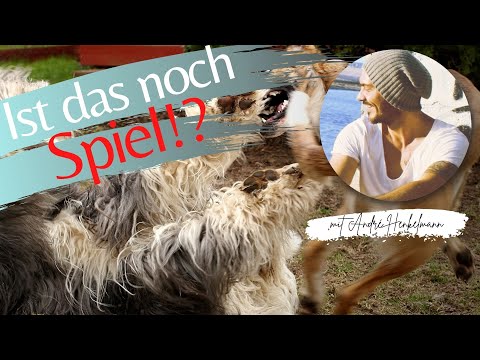 Video: Normales Hundespiel gegen aggressives Spiel