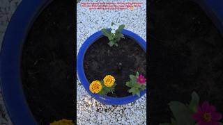 Wishing them strong roots, happy settling, thriving growth, and beautiful blooms! | 20260515S9