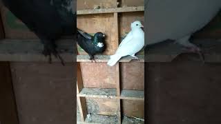 Patet Breeding Pair For Sale Location Delhi Old Mustfabad 99710 67027