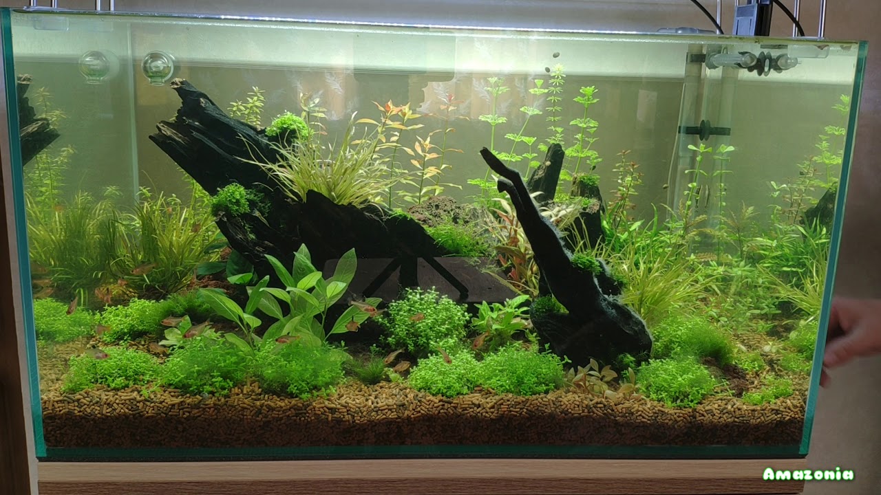 Сайдекс: применение в аквариуме