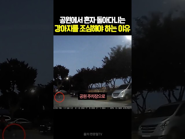 공원에서 혼자 돌아다니는 강아지를 조심해야 하는 이유 #블랙박스 #한문철tv #교통사고 #블랙박스 #한문철tv #교통사고