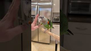 Training Session with Kody the Cape Parrot