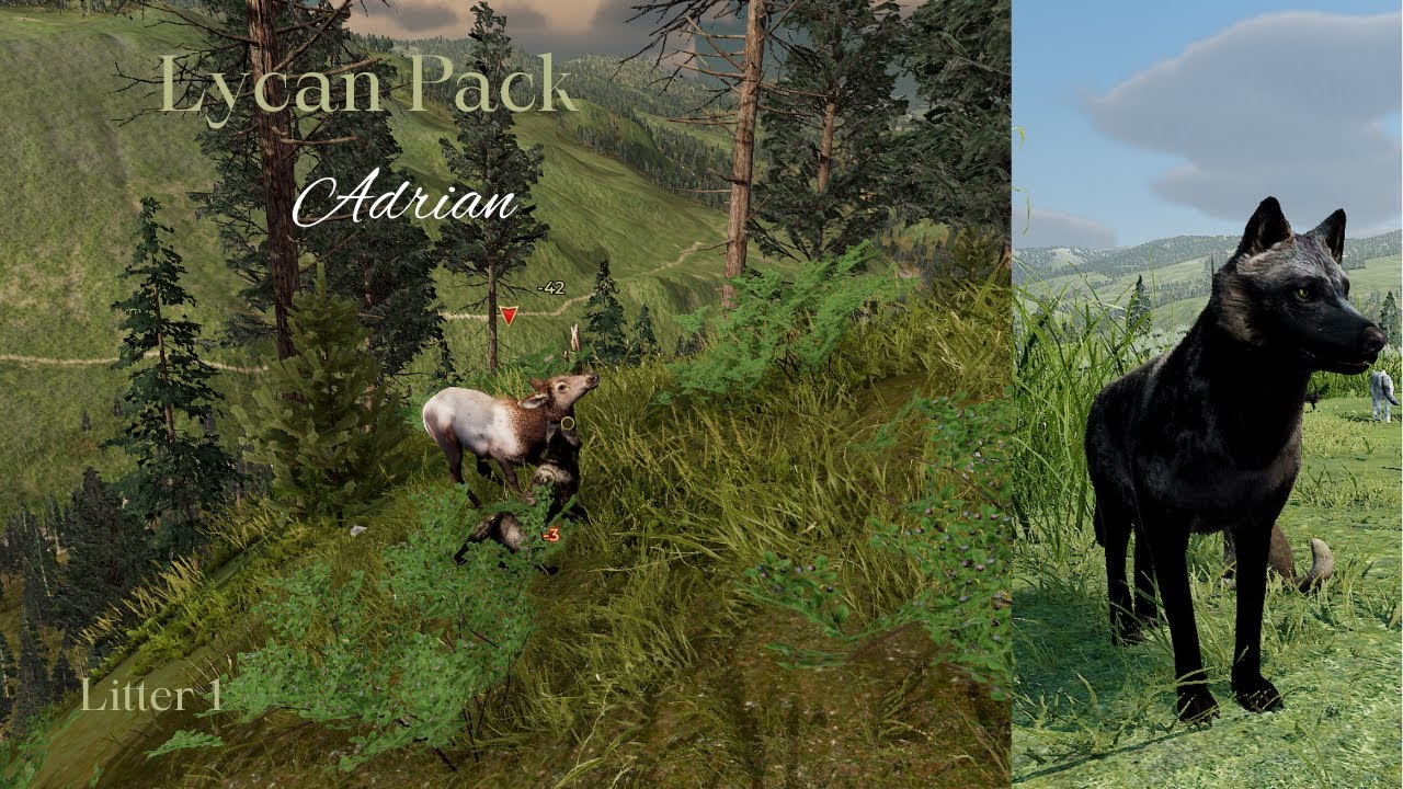 Lycan Pack - Adrian L1 - Rendezvous [WolfQuest Saga]