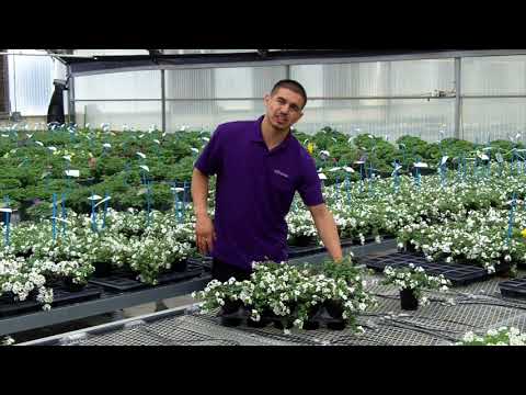 Video: Capricious Woolly Bacopa