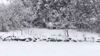 Snowing in the Adirondacks