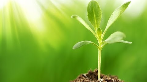 Plant light monitoring system using Bolt IoT