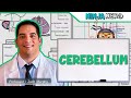 Neurology  cerebellum anatomy  function