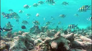 2 minutes relaxing video with Nature. Sea Life. 2 Minutes with nature.