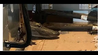 North Carolina Alligator in attic Alligator found in attic during home renovation in North Carolin