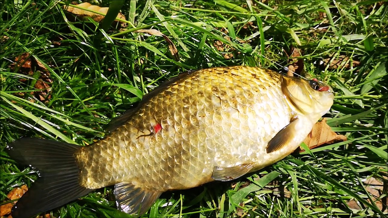 карась золотой горбатый. золотой карась. ловим золотого карася. золотой карась. ловим золотого карася.