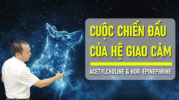 Hệ Giao Cảm Sẵn Sàng Chiến Đấu: Acetylcholine & Nor-Epinephrine - Adrenergic Drugs - Phần 2