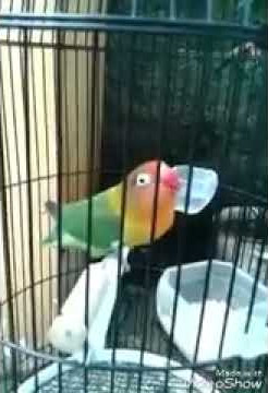 Suara kicau  LOVEBIRD durasi 1 menit