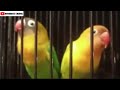 Lovebird Ngekek Durasi Panjang Menit Buat Pancingan Atau Masteran Murai Kacer Cucak Ijo Mp3 - Mp4 Download