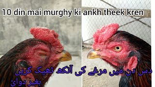 How To Treat Injured Eye After Aseel Chiken Fight.. Eye Close Treatments