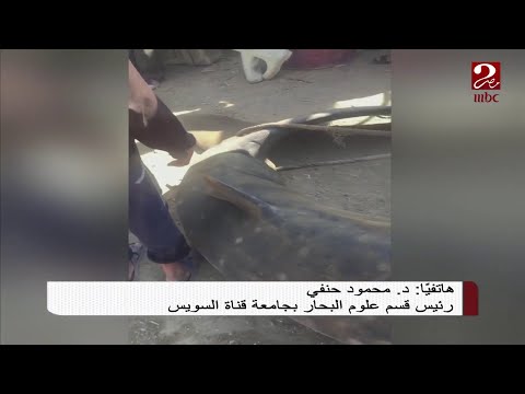 د محمود حنفي رئيس قسم علوم البحار يوضح خطورة صيد القرش الحوتي بهلول