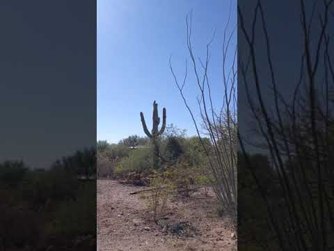 Videó: Saguaro – a világ legnagyobb kaktusza