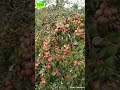 Thai Kashmiri Apple Ber Farming Information Call 8926100200