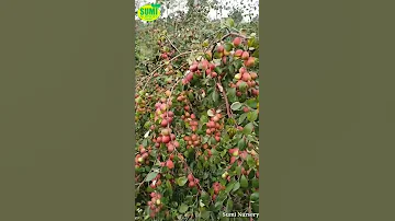 Thai Kashmiri Apple Ber Farming Information Call 8926100200 