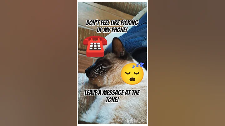 Video 11762251: kitten meow catlover siamese, cat kitten meow siamese, siamese cat pets kitten, siamese cat meowing cute, siamese cat cute love