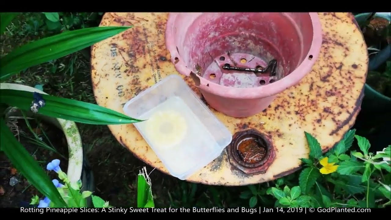 GodPlanted.com | Rotting Pineapple Slices | A Stinky Sweet Treat for the Butterflies and Bugs