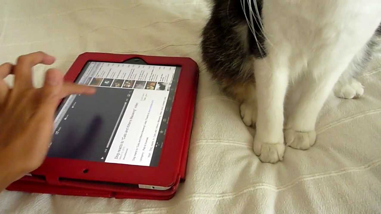 My Cats React To Kittens Sound YouTube