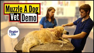 How To Muzzle A Dog Like A Pro (Without Needing A Muzzle!)
