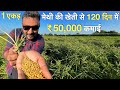 Low investment hight profit methi farming india    fenugreek      at home