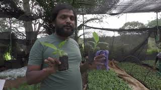 Banana Nursery  | PH NO 9606100149