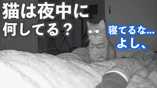 I record a video of the cat's behavior after the owner goes to sleep lol
