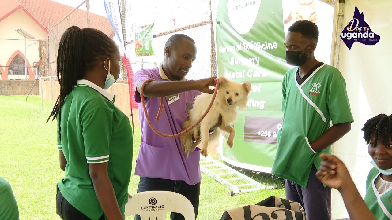 Don't Buy a Dog Before Knowing this