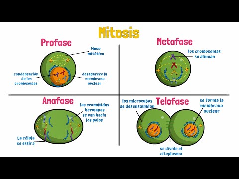 Video: ¿Qué sucede en la profase metafase anafase telofase?
