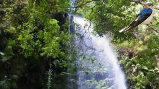 ?Nature Sounds Forest Waterfall Ambience + Barn Swallow Birdsong For Sleep Therapy, Stress Relief