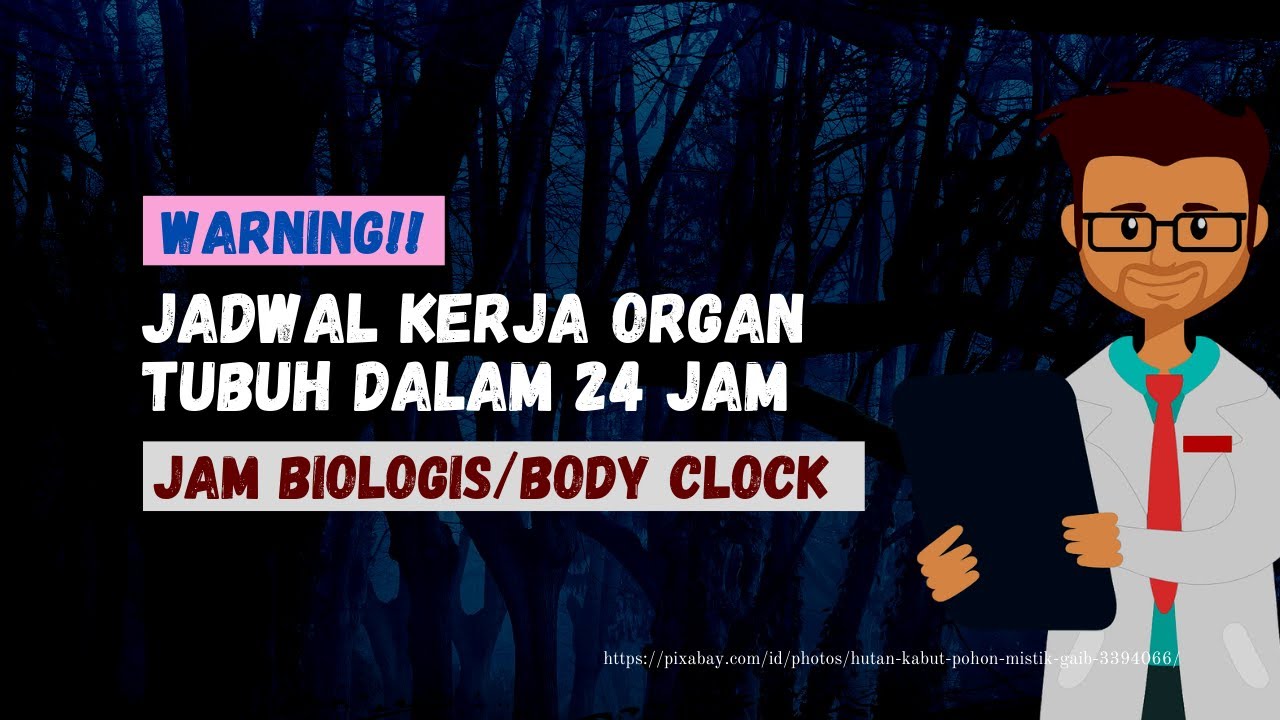 Jam Kerja Biologis Organ Tubuh Manusia Hot Sex Picture