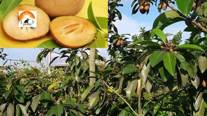 Tara Amirxonova erotik surat BDSM porno koz yoshlari