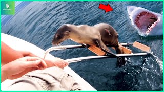 Animals That Asked People for Help \& Kindness Caught On Camera !#101