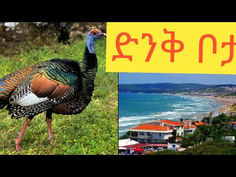 ቪዲዮ: የይስሐቅ ማሰሪያ ብዙ ተጫዋች አለው?