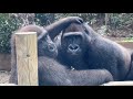 ガラスに近づき、兄弟の遊びをこんな近くで見れるようになった⭐️ゴリラGorilla【京都市動物園】Gentaro still loves his younger brother.