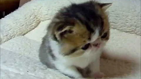 Watch the video about Ziakatz Caesar a Male Exotic Shorthair