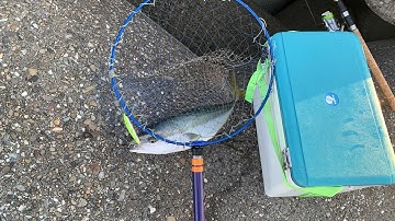 Dính con cá cam đầu mùa tê hết cả người, hôm nay cả lure lẫn iso đều bội thu | Gia Đình Cá Tráp