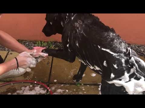 pino’s-bath-time-😂😂-funny-dog