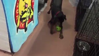 GUNDOG RESCUE CACI プロット MIX(?) メグ・ライアン メグライアン 検索動画34 GUNDOG RESCUE CACI プロット MIX(?) メグ・ライアン メグライアン 検索動画 34