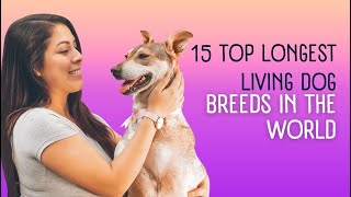 15 Top Longest Living Dog Breeds in the World | 15 самых долгоживущих пород собак в мире