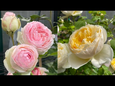 Video: De vackraste rosorna i världen: foto med namn