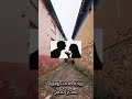 🥩💔 هل يمكن للطبق المفضل أن يقتل؟ #مأساة_المرج #أحداث_مفاجئة