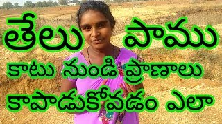 తేలు పాము కాటు నుండి ప్రాణాలు కాపాడుకోవడం ఎలా ? How People Protect Their Life Snake,scorpion Bite