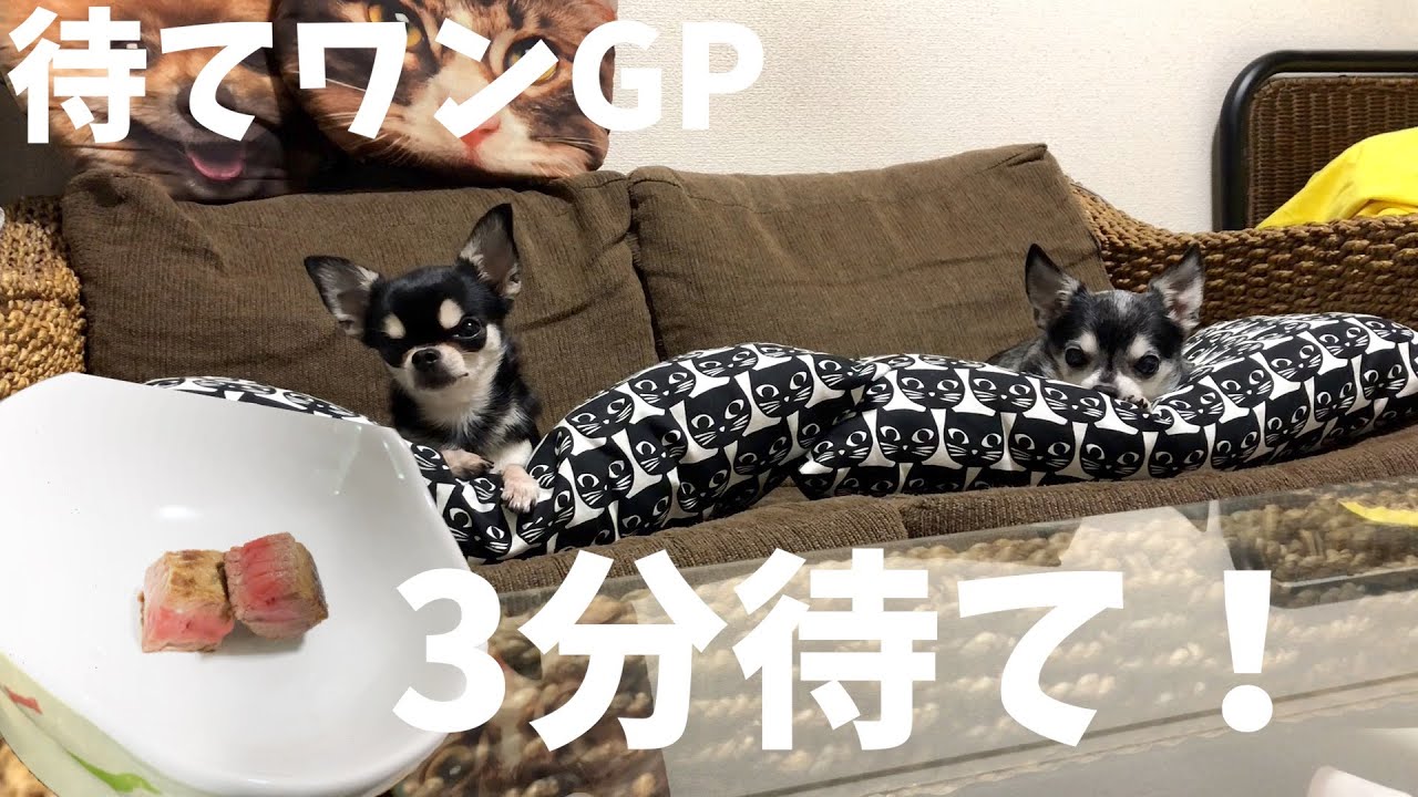 ドッキリgp 牛ステーキを目の前にしたチワワ2匹は3分待つことができるか Youtube