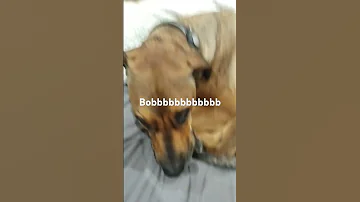 Bob Beats Audio Dj Music Dance 