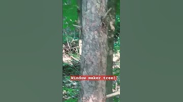 a widow maker tree!